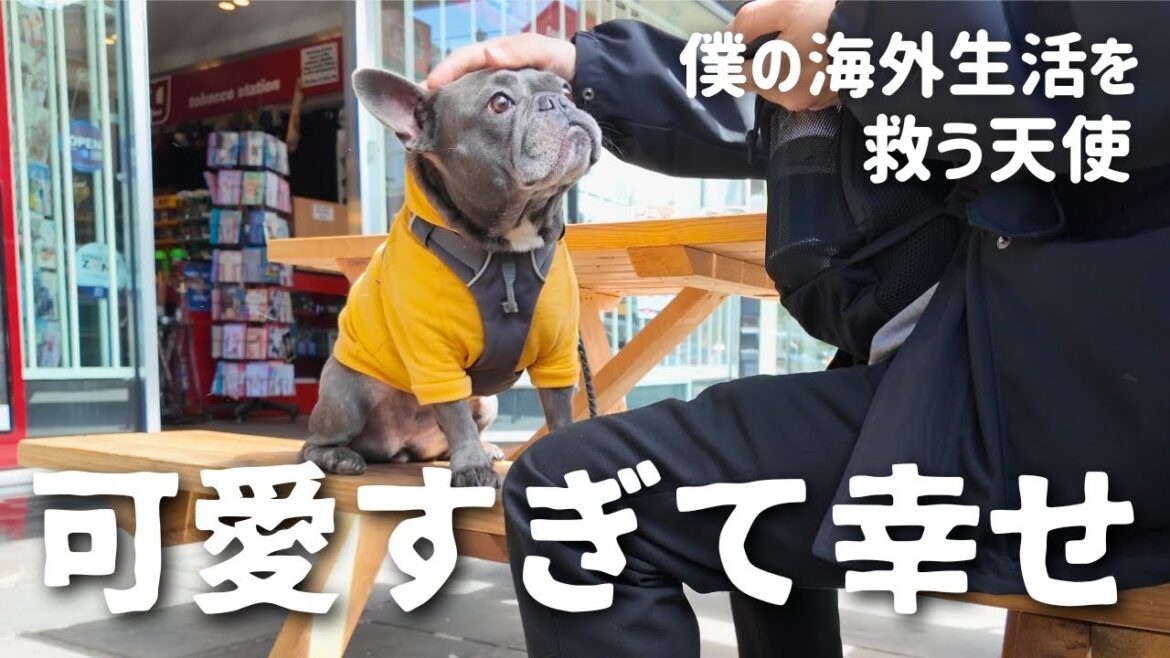 【海外生活】韓国 x 日本風のカフェで愛犬と過ごす変わったアラフォー男の日常