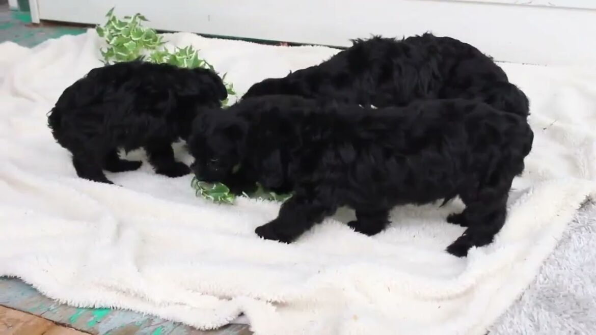 Yorkie Poo Puppies For Sale