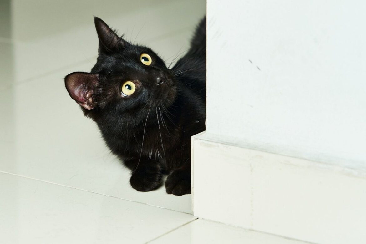 ガスの検査員が自宅を訪問　黒猫のまさかの行動に「よく見たら目がある」 | LIMO | くらしとお金の経済メディア