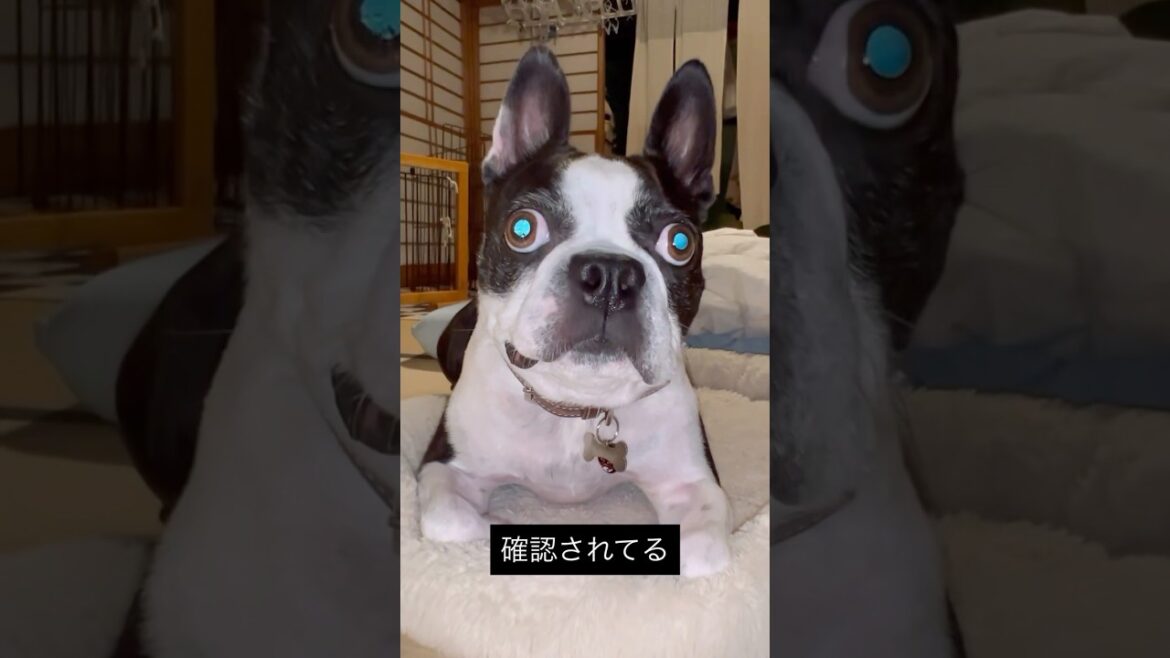 飼い主のことは基本疑う犬 #ボストンテリア