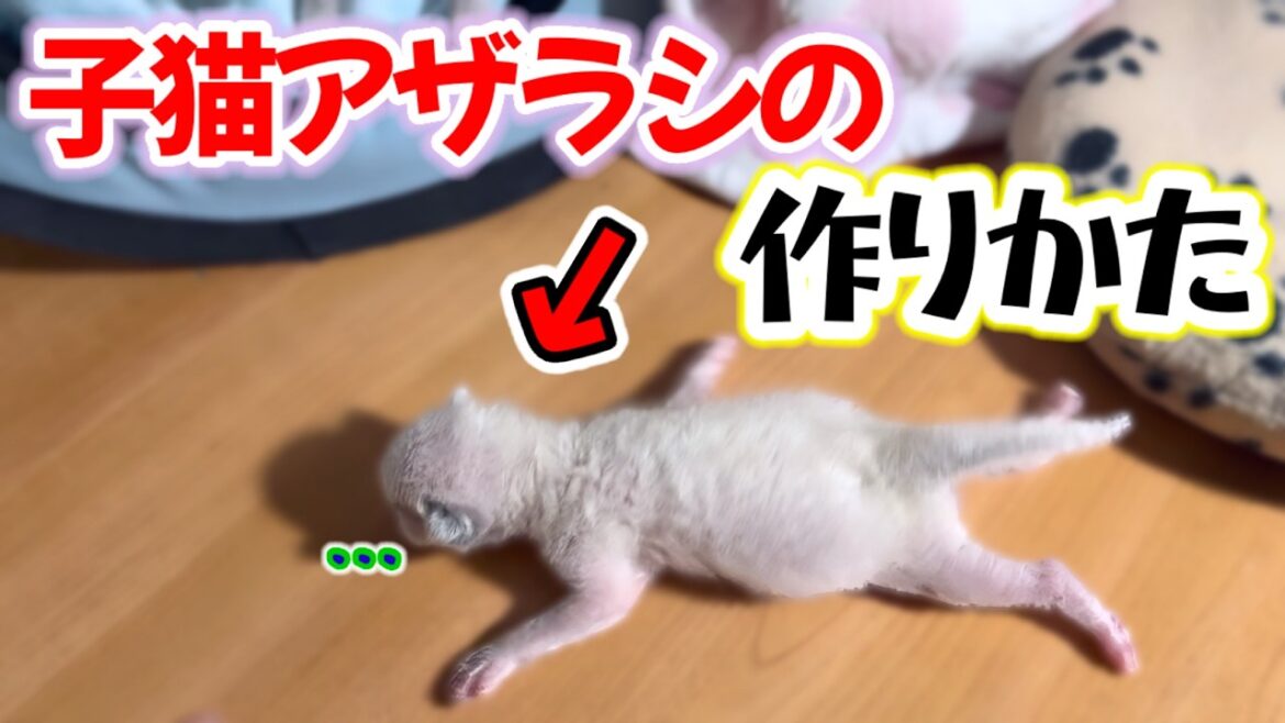 【圧が強い怒りん坊将軍】子猫アザラシのいる暮らし #ラグドール #子猫