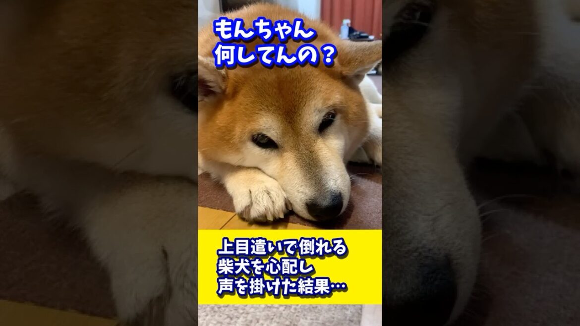 上目遣いで倒れる柴犬を心配し声を掛けた結果… #shibadog #柴犬 #sibainu  #犬のいる生活 #shorts