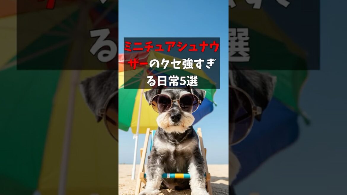 ミニチュアシュナウザーのクセ強すぎる日常5選 #ミニチュアシュナウザー #犬のいる生活 #犬好き
