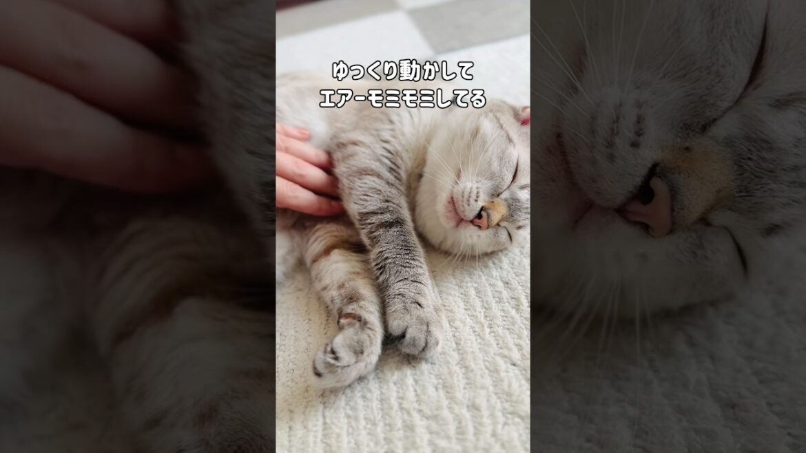 元野良猫くう|激変|家猫になると…どんどん優しい「猫パンチ」になっていく #shorts 元野良猫くう|激変|家猫になると…どんどん優しい「猫パンチ」になっていく #shorts