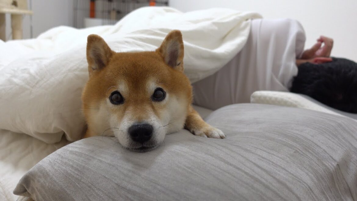 我が家の柴犬、夜のルーティンが独特すぎる。