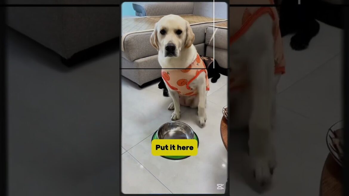 Hilarious! Dog Outsmarts His Owner like a Pro 😂 Funny Pet #shorts
