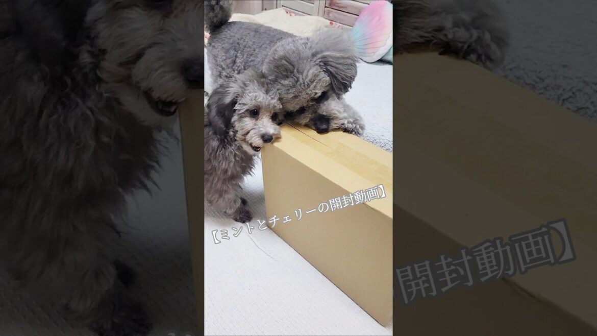 チェリーに開封動画を教えるミントです🐨🐨 #トイプードルシルバー #toypoodle #shorts
