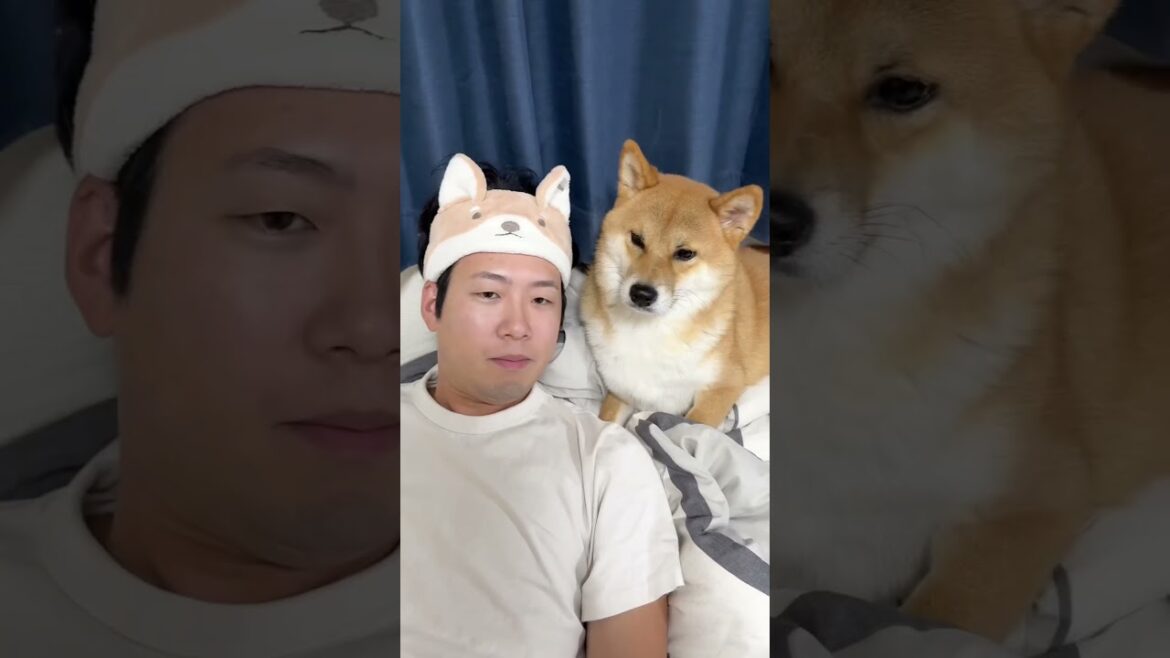 なにやってるんwww #柴犬 #shorts