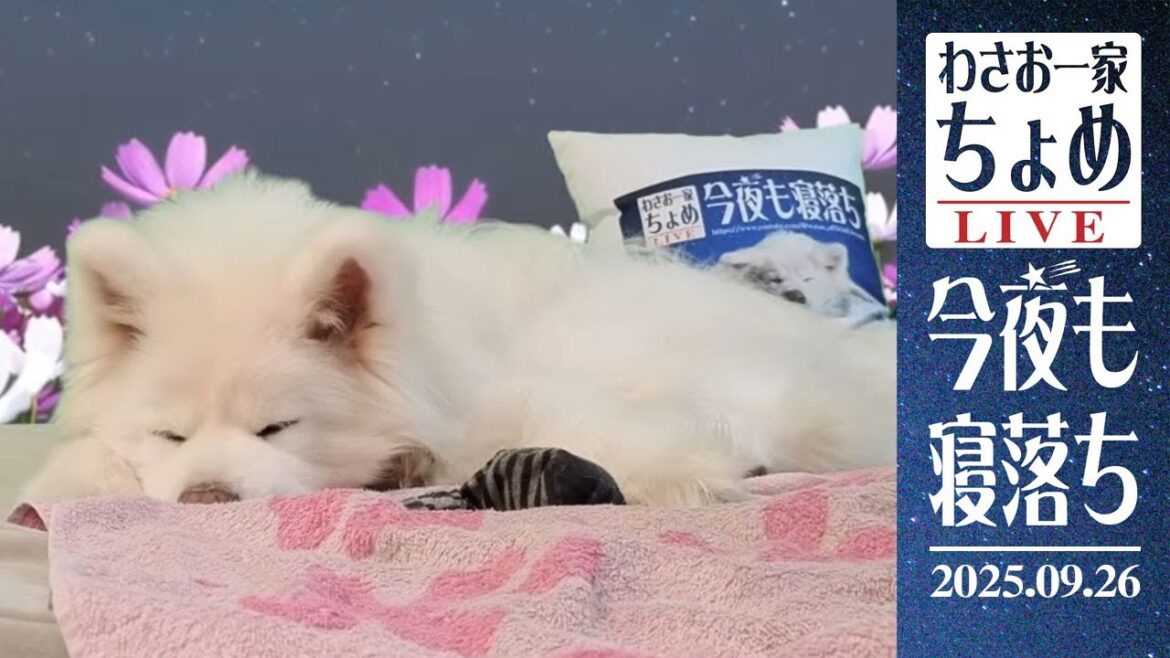 また寝落ちしてる中の人！ 09/26 わさお一家 ちょめ  長毛秋田犬 おやすみ配信  #wasao_official
