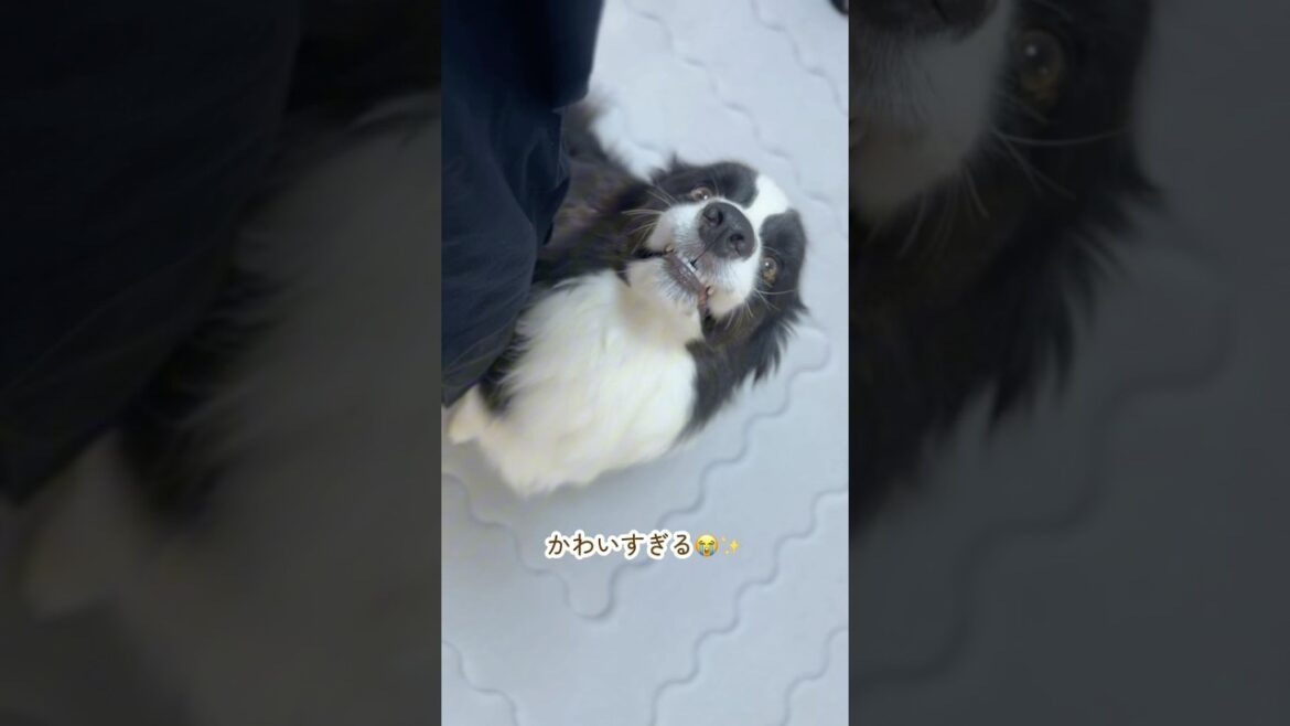 帰宅後の全力お出迎え💨　#ボーダーコリー #bordercollie #犬 #犬のいる暮らし