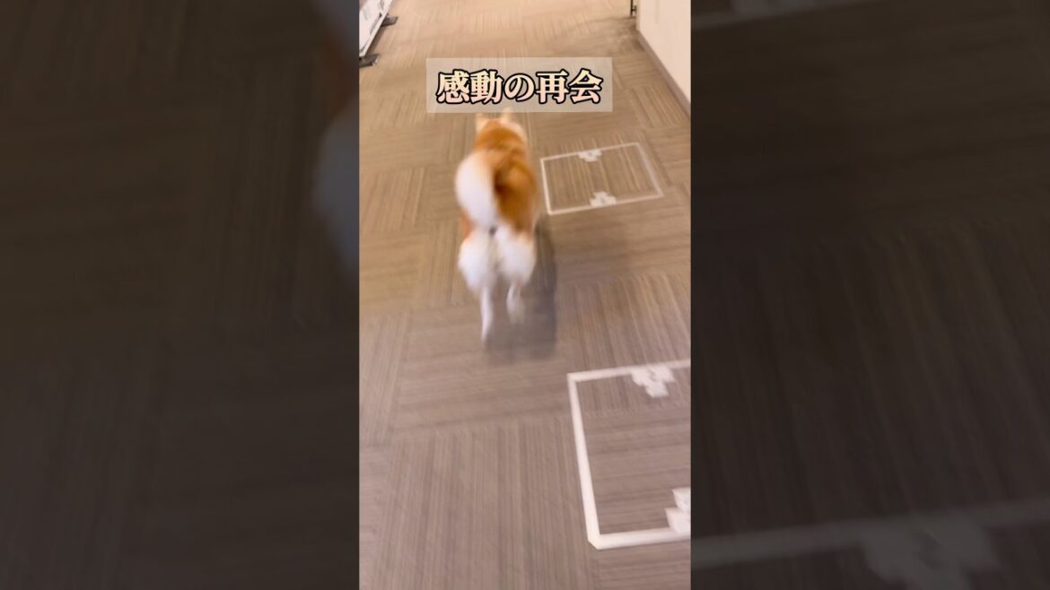 大好きな人と感動の再会した #shorts #柴犬 大好きな人と感動の再会した #shorts #柴犬