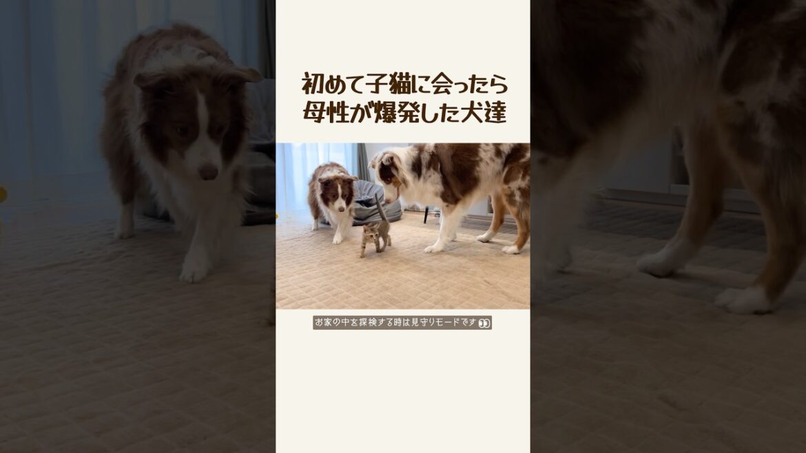 子猫好きすぎてベッタリ離れない犬達が可愛すぎる♡【ボーダーコリー・オーストラリアンシェパード】#切り抜き