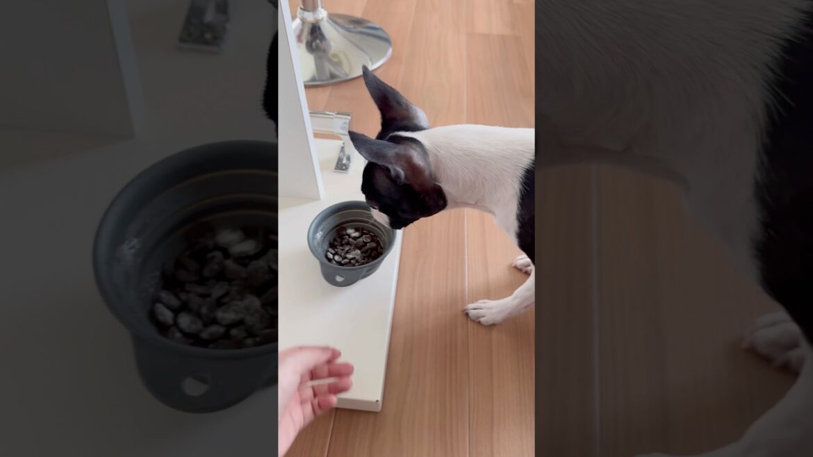 おはよう！メルの朝ごはん #ボストンテリア #ボステリ #bostonterrier