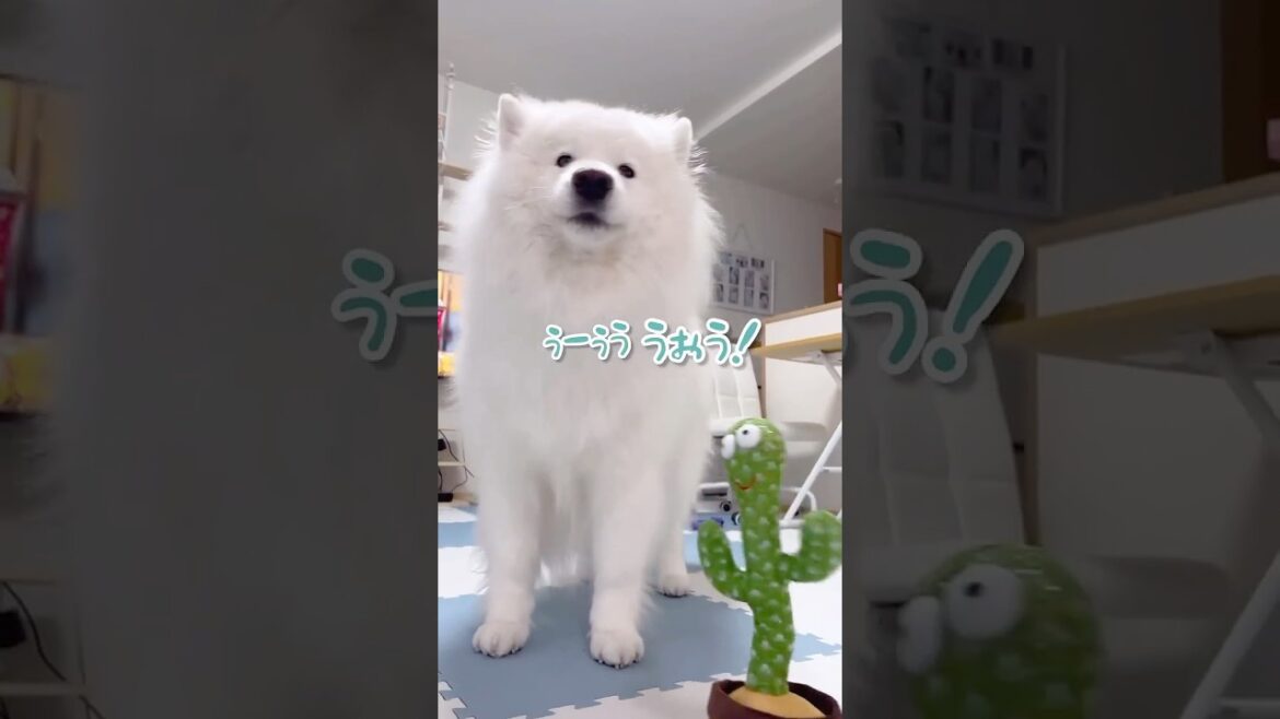 サモエドがサボテンとラップを歌い始めました！ #samoyed #サモエド #癒し