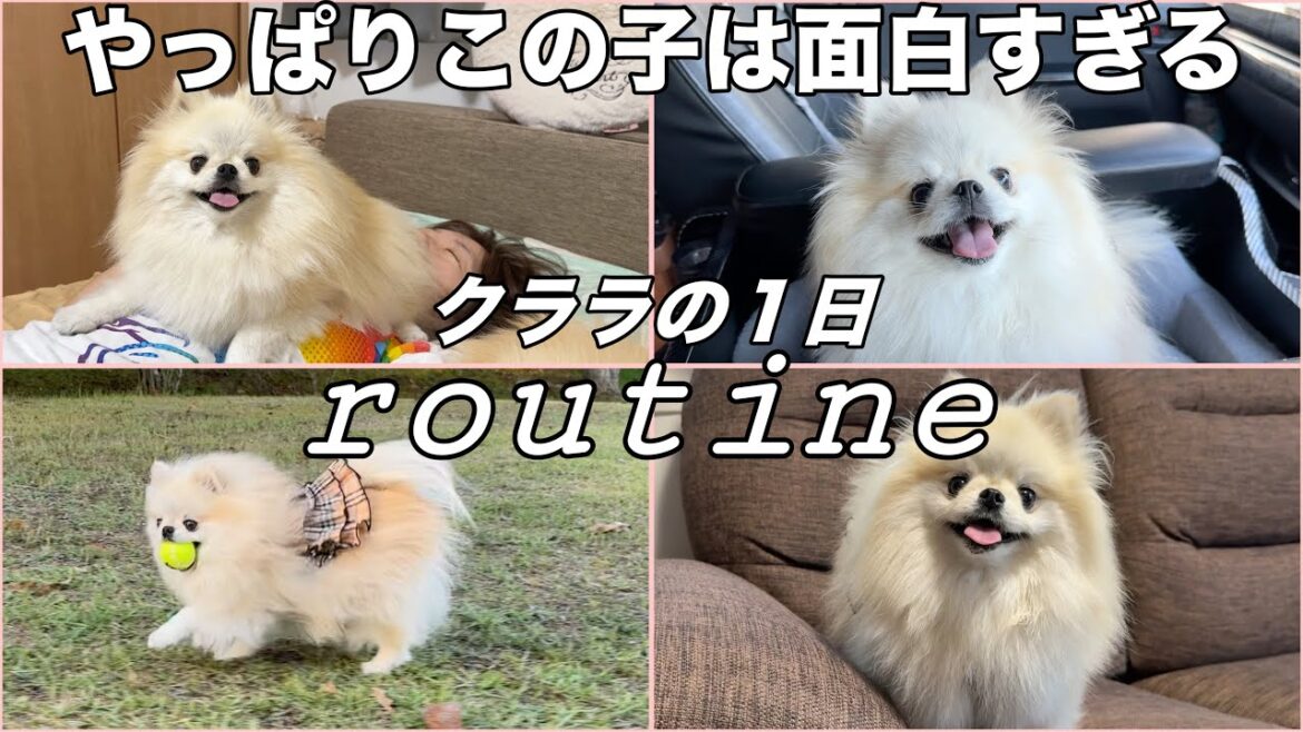 破天荒すぎるポメラニアンの１日に密着したらやっぱり面白すぎた