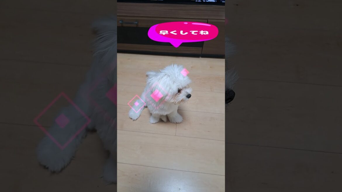 Maltese Puppy vs. Snacking Human: The Cutest Hunger Games「おやつを待つ子犬」＃マルチーズ＃子犬＃MaltesePuppy＃Maltese ＃P