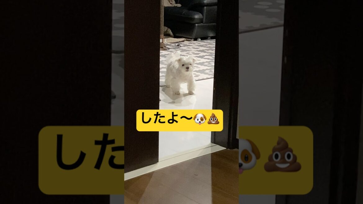 これが愛犬の💩しましたけど？の合図🤣🤣🤣#shorts #可愛い犬 #マルチーズ