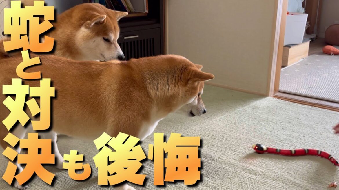 おもちゃ好きな柴犬に動くヘビをプレゼント…も予想外の事が起き後悔