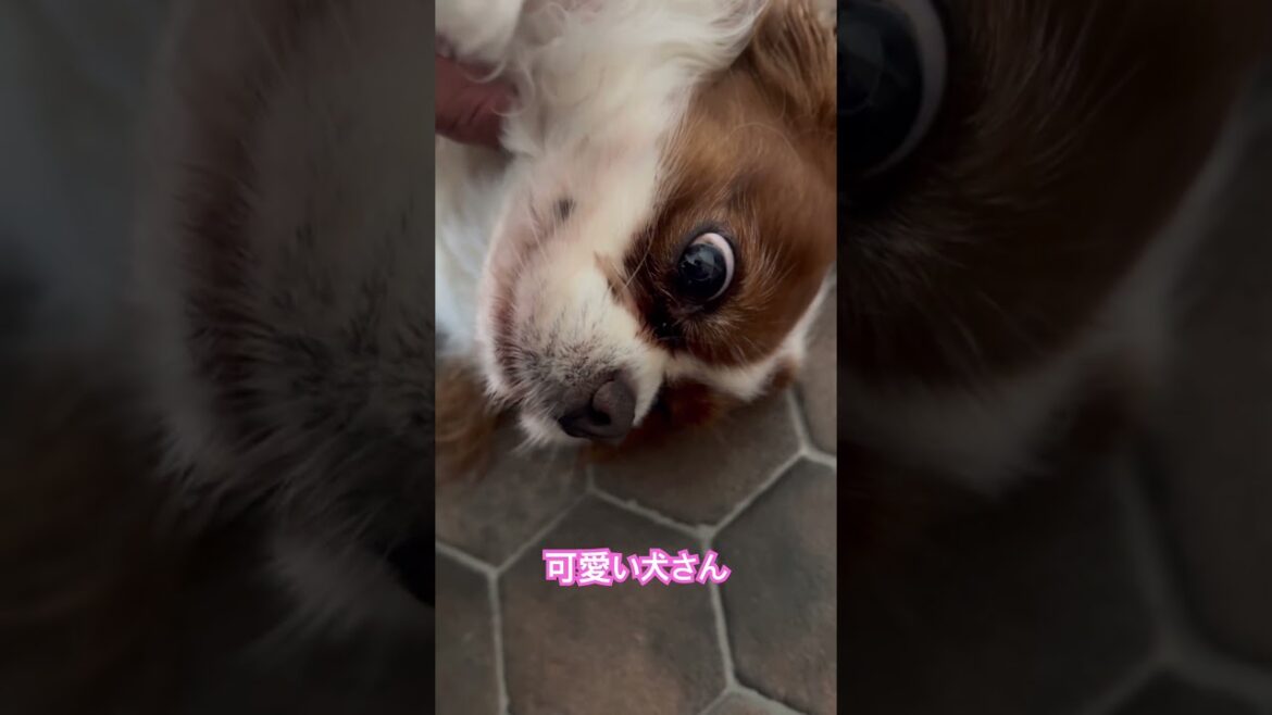 でろんとして可愛い犬さんことキャバリアキングチャールズスパニエル