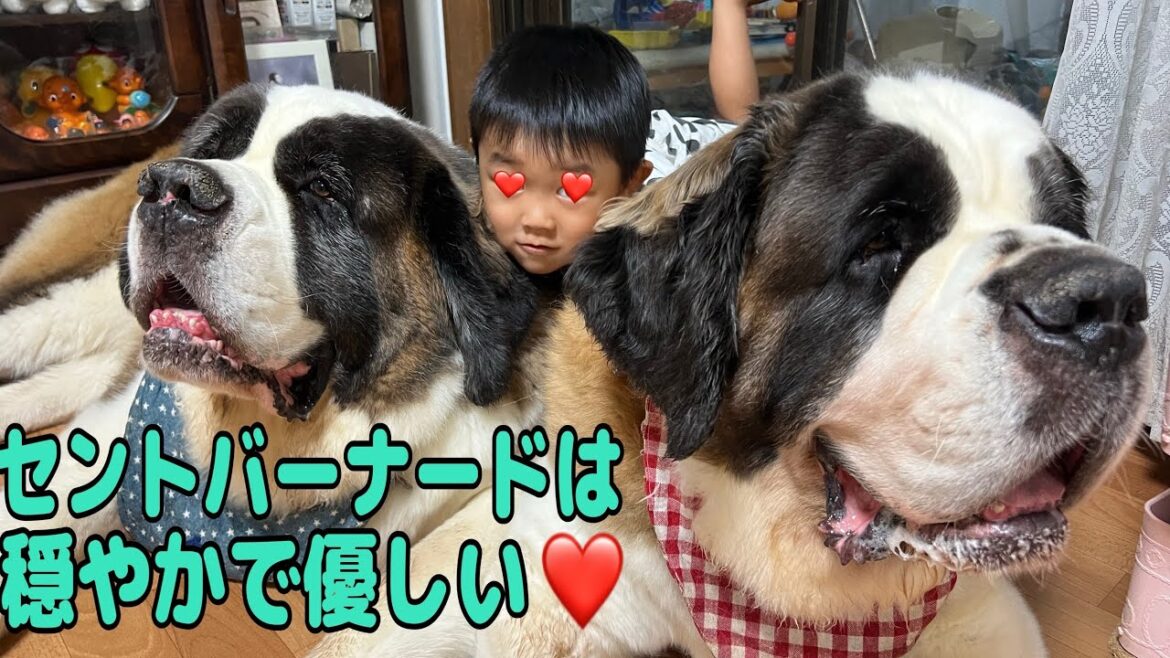 【セントバーナード】新しいおもちゃにららちゃんが大喜びの後、孫のブラッシングを受けるセントバーナードももちゃんの様子が穏やかでまるで優しいお母さんのようです。