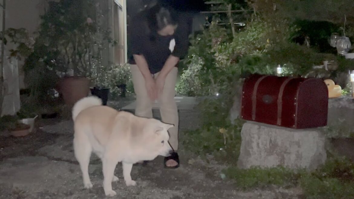 【ドッキリ】庭に謎の宝箱が落ちていたらどうするのか？、、柴犬のまさか過ぎる反応に大爆笑ww