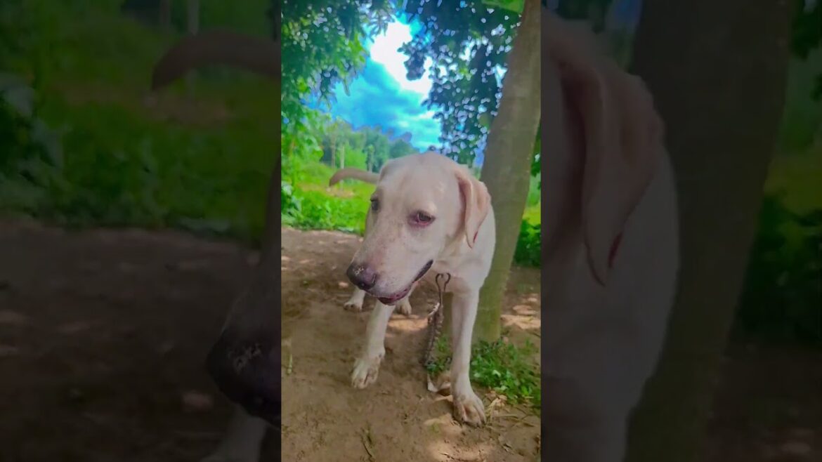 घर वालों ने मोबाइल देने से। #pets #dog #pet animal #shorts video #viral video #dogshorts #dog video