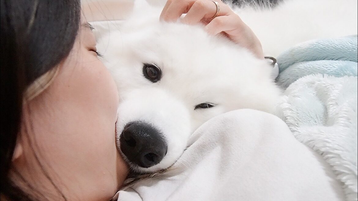 犬に「寝るよ」と言ったら寝室までついてきていつもこうなります…