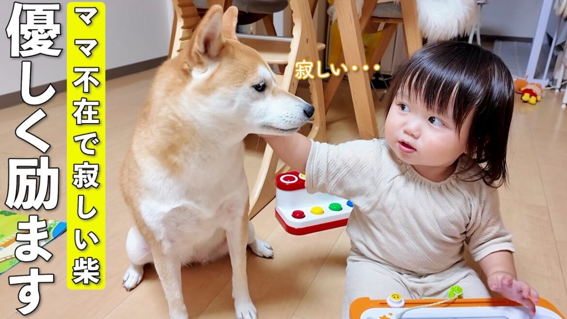 ママがいなくて寂しいと2歳児にアピールする柴犬がこちらです笑