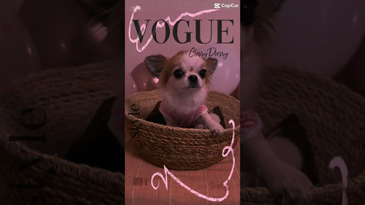 【1歳チワワ】ココちゃん、ついに人気ファッション誌の表紙に登場？！🤭💕 #チワワ #chihuahua #dog #癒し #pets #愛犬 #vogue