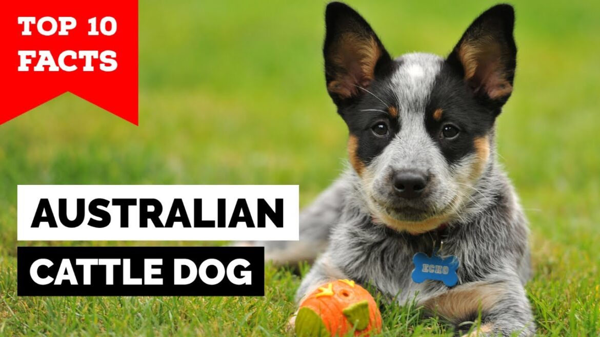 Australian Cattle Dog - Top 10 Facts