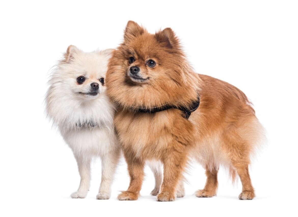 ペットカメラが捉えた「2匹の犬」の様子　じゃれつく弟犬を華麗にスルーする兄犬に「静止画かと思った」 | LIMO | くらしとお金の経済メディア
