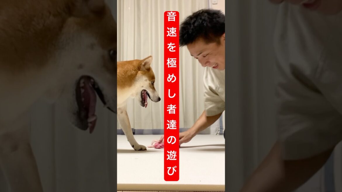 柴犬に入湯を告げてみた