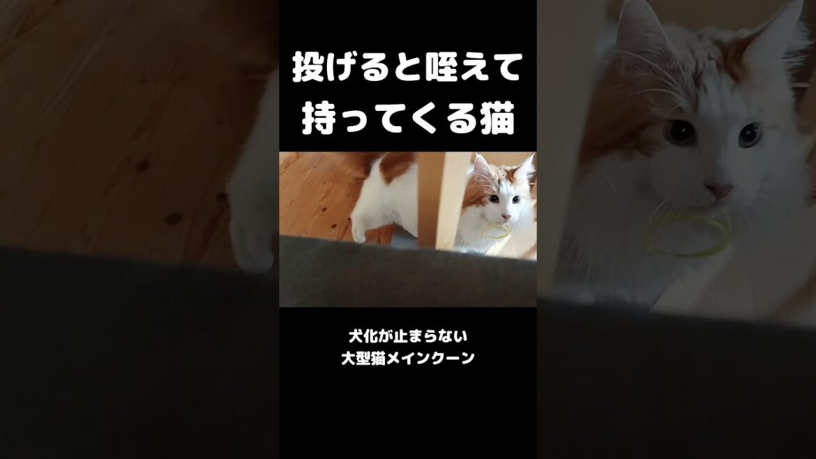 猫が犬みたいな芸する #猫 #メインクーン #猫のいる暮らし#cat #mainecoon #catlover​  #catshorts​ #cute​ #cutecat​ #fyp​