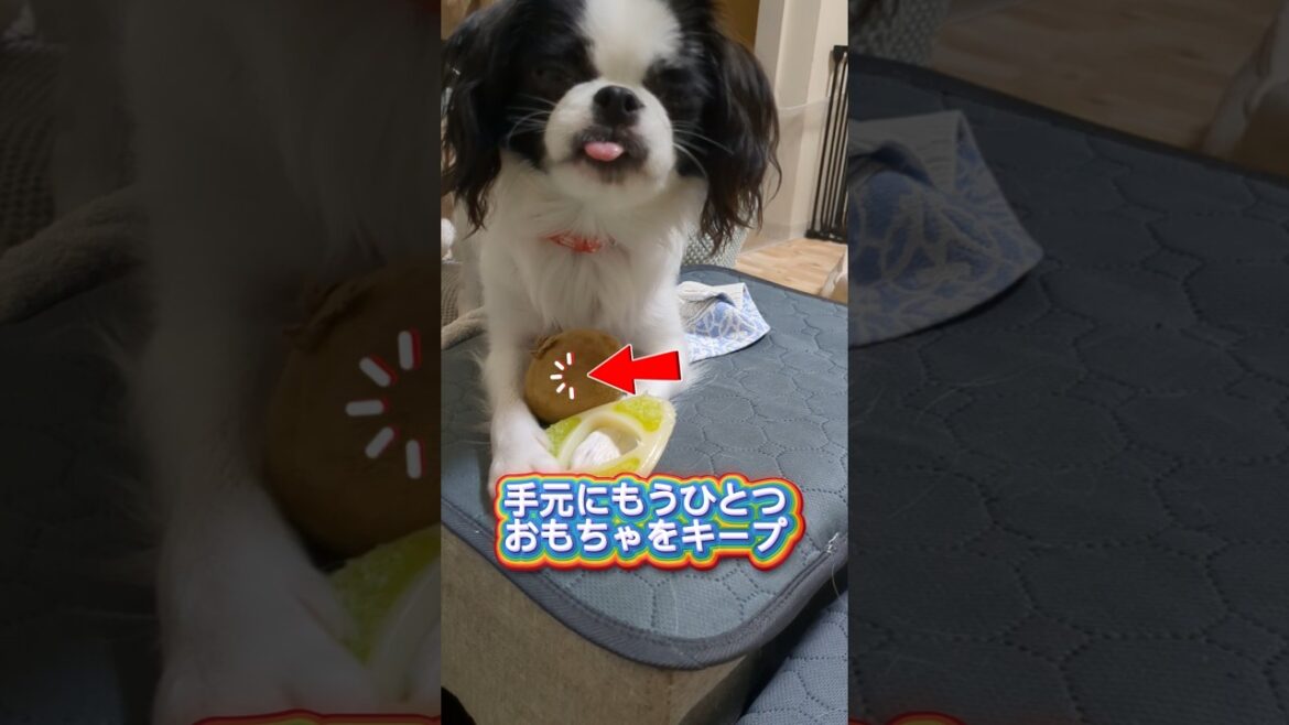 おもちゃをたくさんキープするチワ狆 #犬と猫のいる暮らし #チワ狆 #犬のいる暮らし #おもちゃ