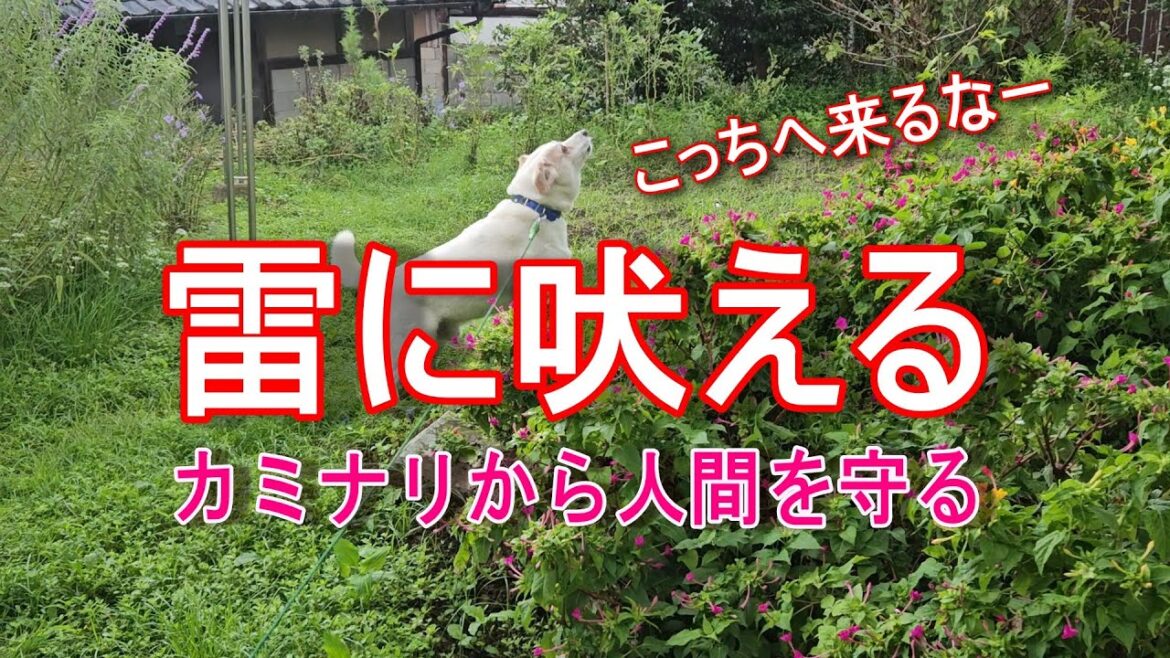 【実例】カミナリに吠える犬 犬が苦手なカミナリは逃げる? 【実例】カミナリに吠える犬 犬が苦手なカミナリは逃げる?