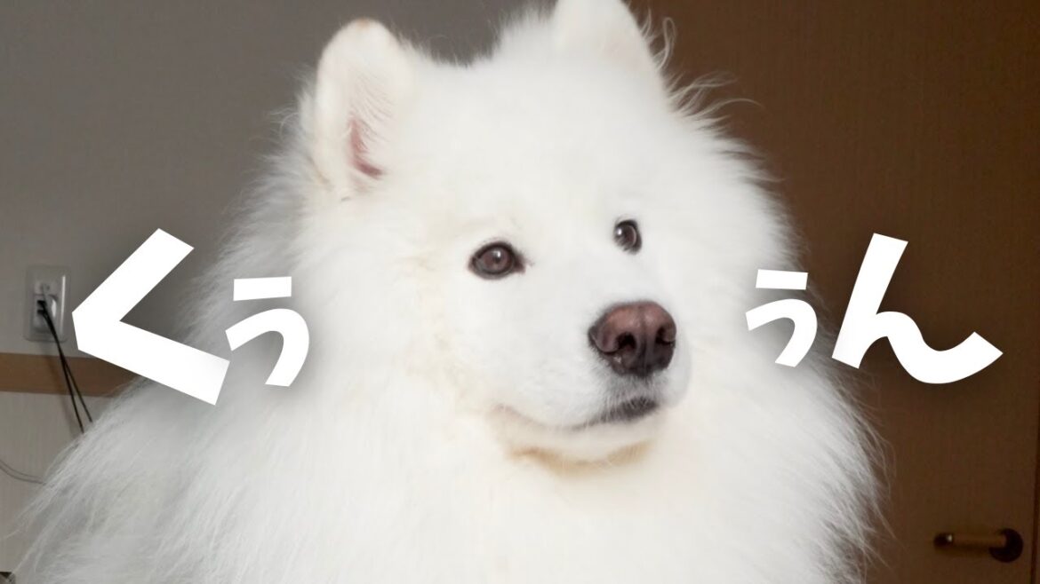 風邪をひいたママをサモエドが心配してくれた日