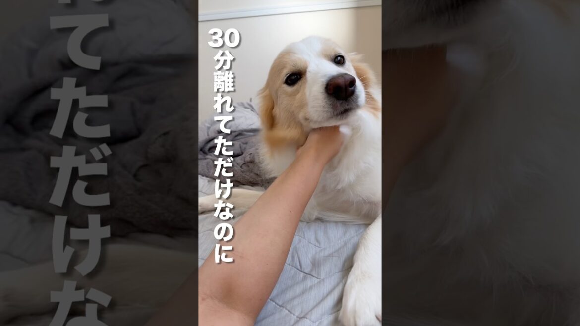 少し離れただけで赤ちゃんみたいに泣いちゃう犬（成犬男性）【ボーダーコリー・ゴールデンレトリバー】#shorts