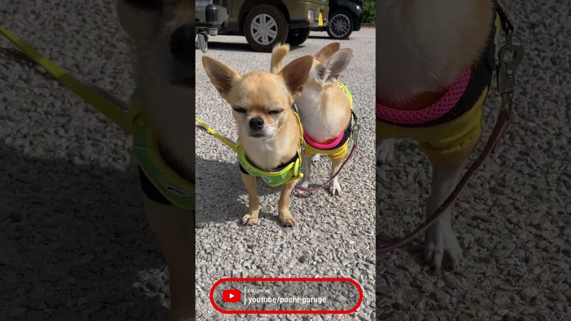 スムースコートチワワ 三太くんときな子ちゃん in 湯川ふるさと公園の駐車場 #Shorts #dog