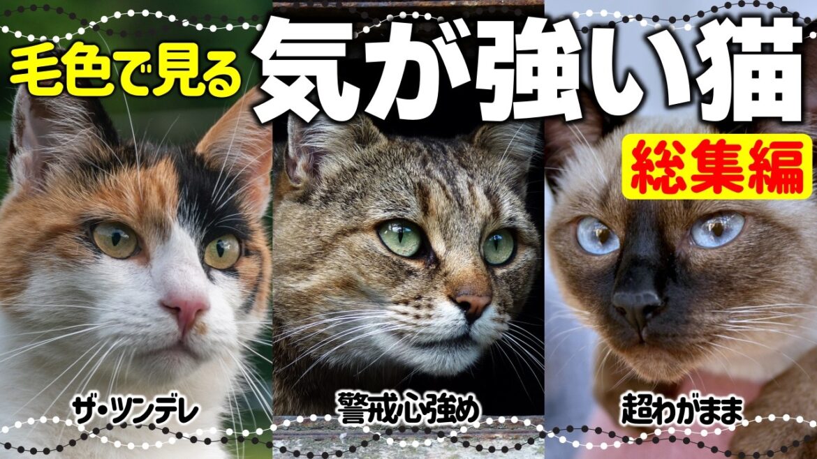 【総集編】気が強い性格の猫特集｜仲良くなるコツは？