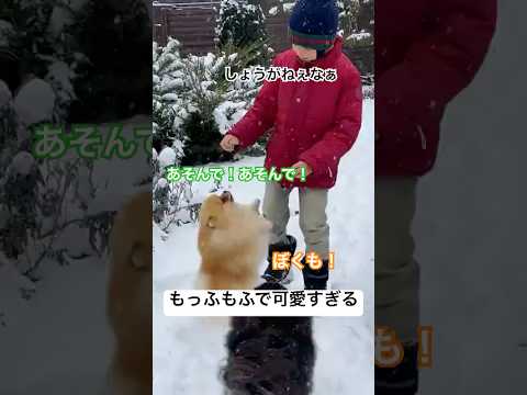 かわいすぎるポメラニアンのもふもふタイム🐾  #shorts かわいすぎるポメラニアンのもふもふタイム🐾  #shorts