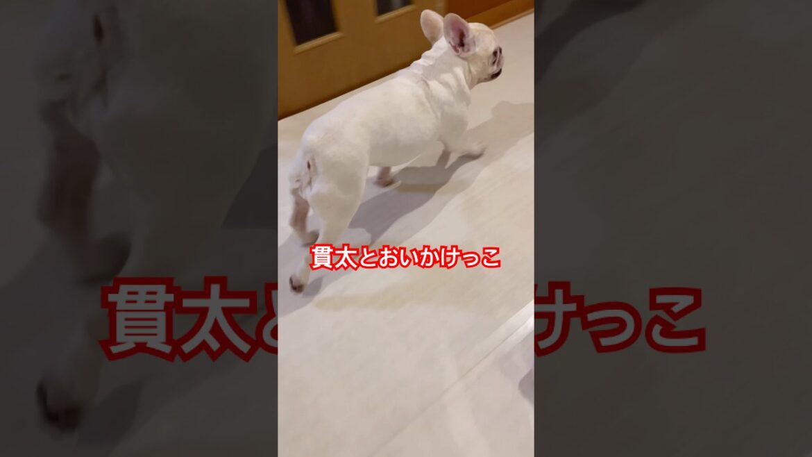 貫太と追いかけっこ#ママ目が回りそう#フレンチブルドッグ #いぬのいる生活