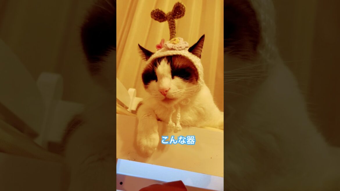 多少違和感があっても気にしないで○ちゃう猫 #cat #猫帽子 #shorts