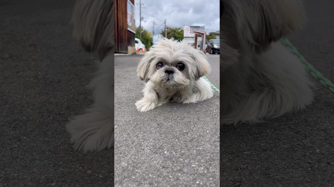 かえろーよー #shihtzu #シーズー #puppy