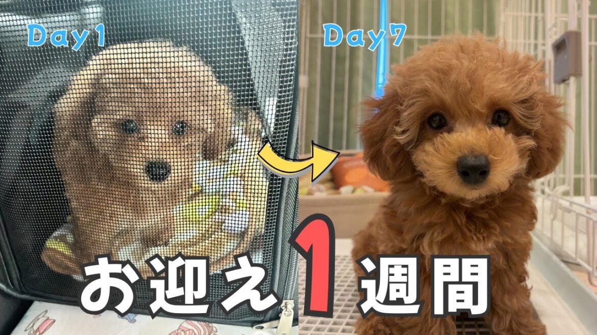 かわいさ爆発！トイプードル子犬こあの成長と癒しの7日間🐾