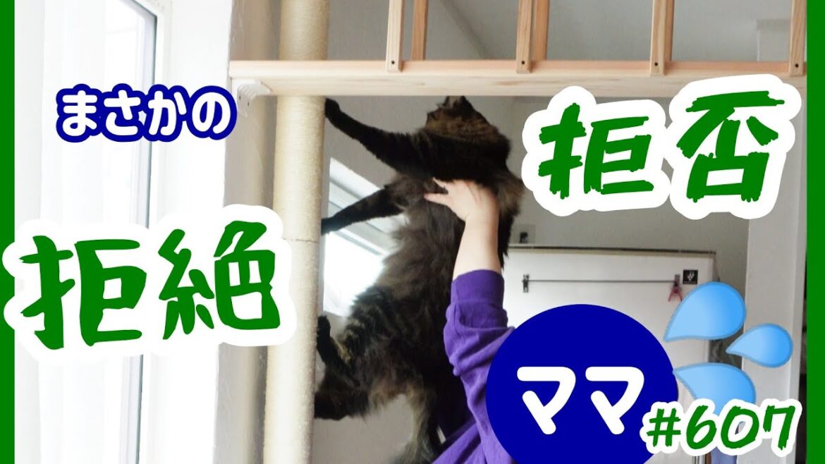 第６弾ＤＩＹ増設キャットウォーク！パパさんに猫達の筋トレが出来るようにしてもらいました！#607