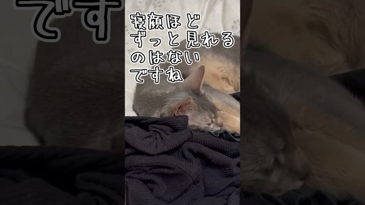 アビシニアンとは その57 寝顔がめちゃ可愛い猫 #shorts #猫 #アビシニアン
