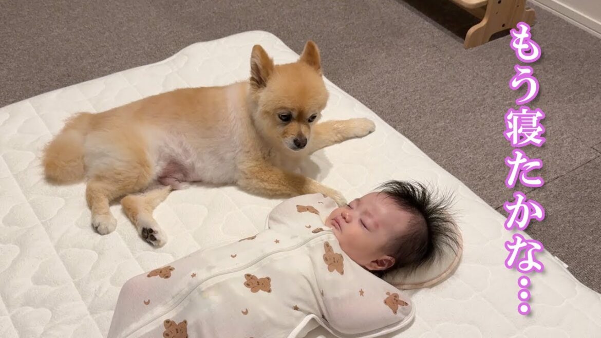 赤ちゃんを優しく寝かしつけるポメラニアンが可愛過ぎました…
