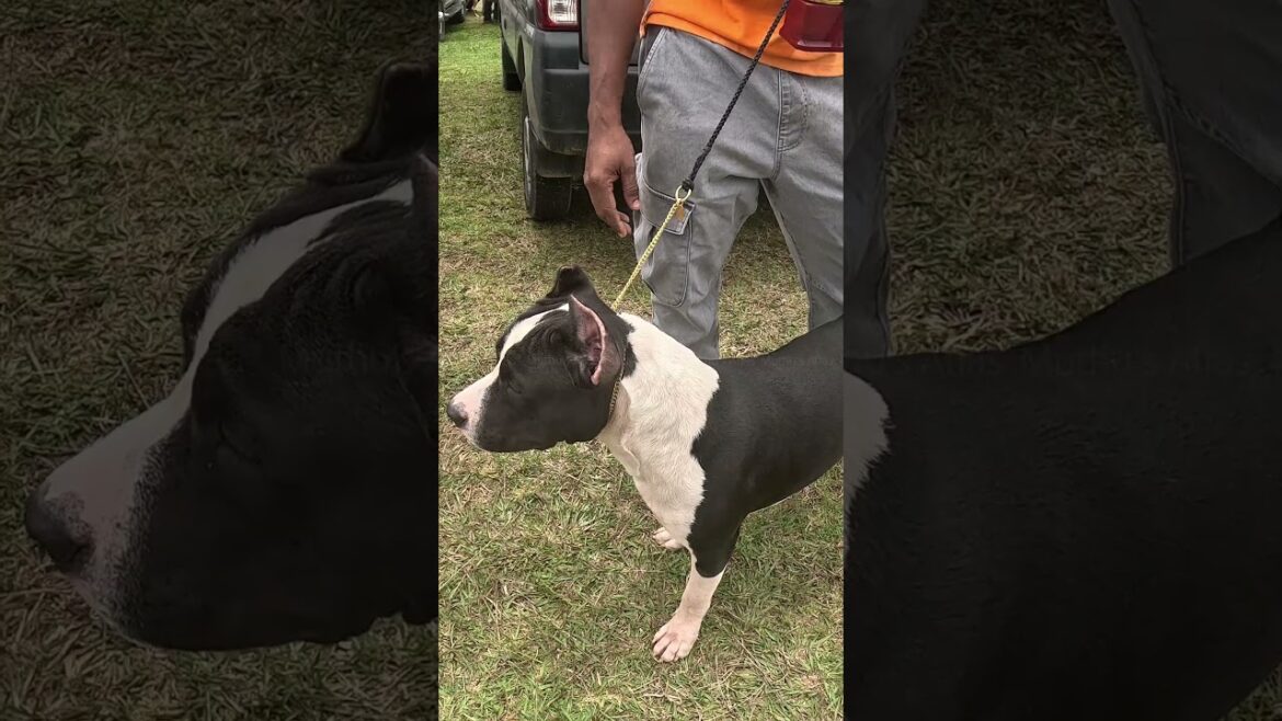 コダイカナル・ドッグ・ショー – アメリカン・スタッフォードシャー・テリア | 米国犬種 | 30082025 |Muthu’s Atlas| タミル語| コダイカナル・ドッグ・ショー - アメリカン・スタッフォードシャー・テリア | 米国犬種 | 30082025 |Muthu's Atlas| タミル語|