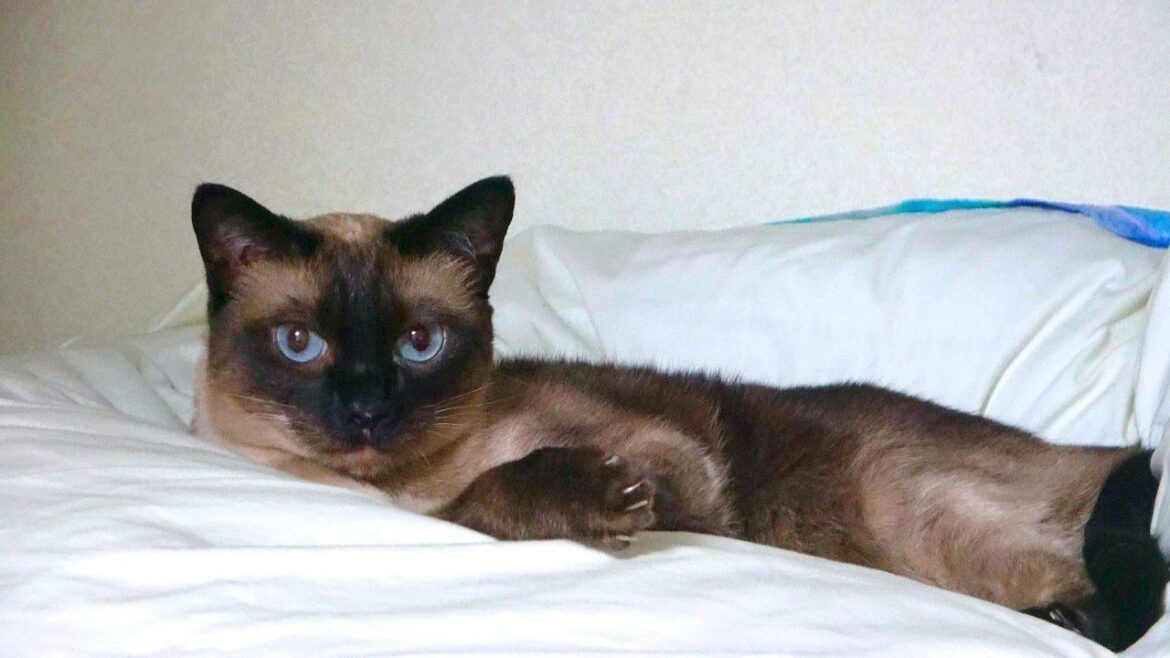 度々こちらを見る時のシャム猫の驚き方が可愛🤭