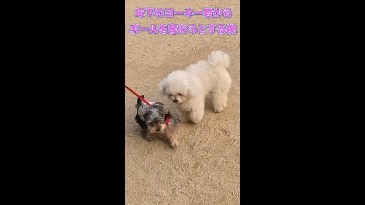 年下の男の子に優しい梅と大人げない事をする桃　#ヨーキー#トイプードル#ビションフリーゼ